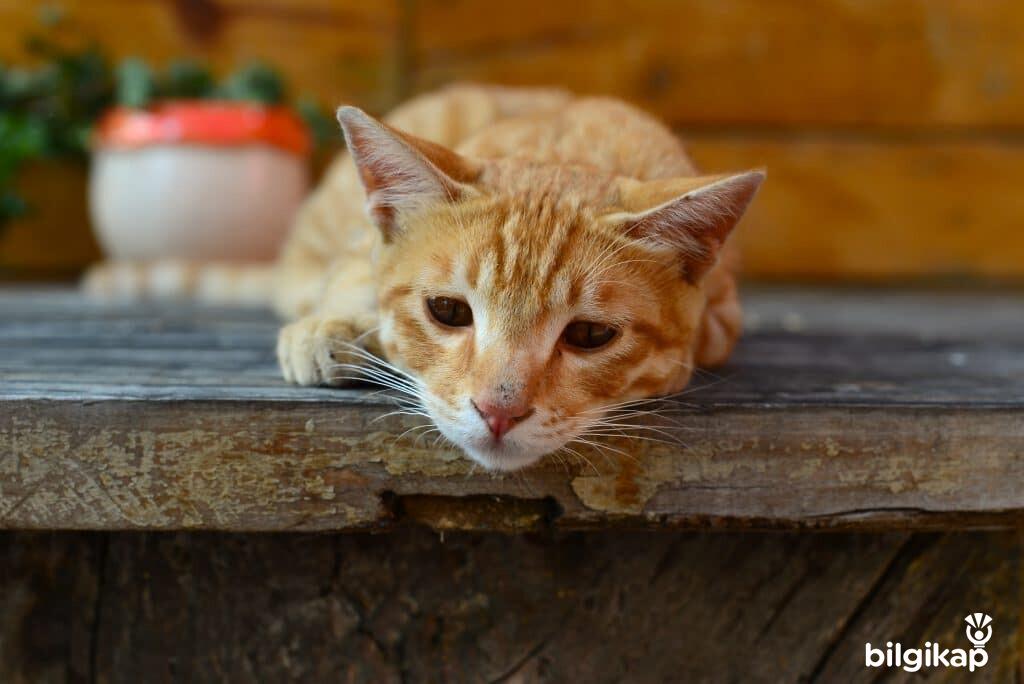 Kedilerde Genç Hastalığı Nedir?, Gençlik Hastalığı Ne Zaman Olur?  Evcil Hayvanlar Kedi Bakımı